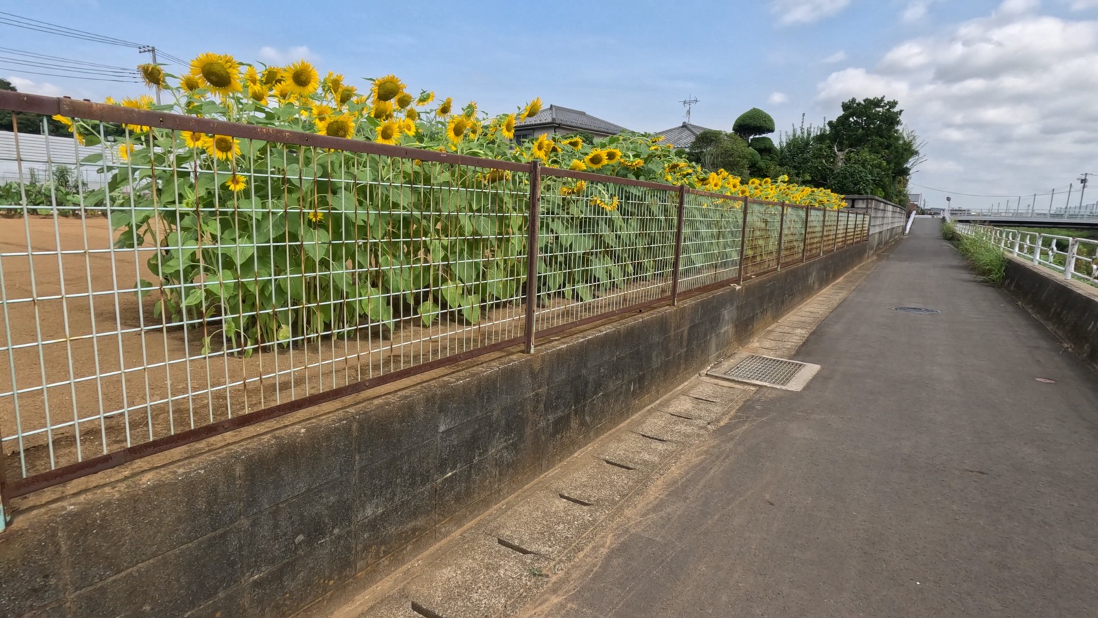 遊歩道脇に一面に咲くひまわり畑と住宅街の眺め