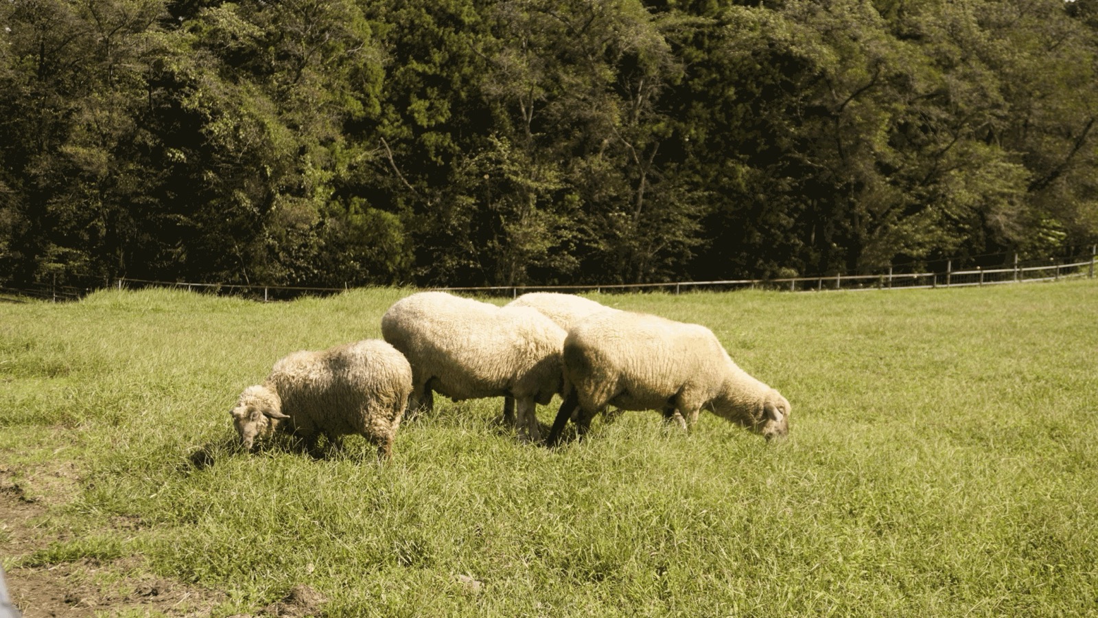 柵の中で草を食べる3頭の羊